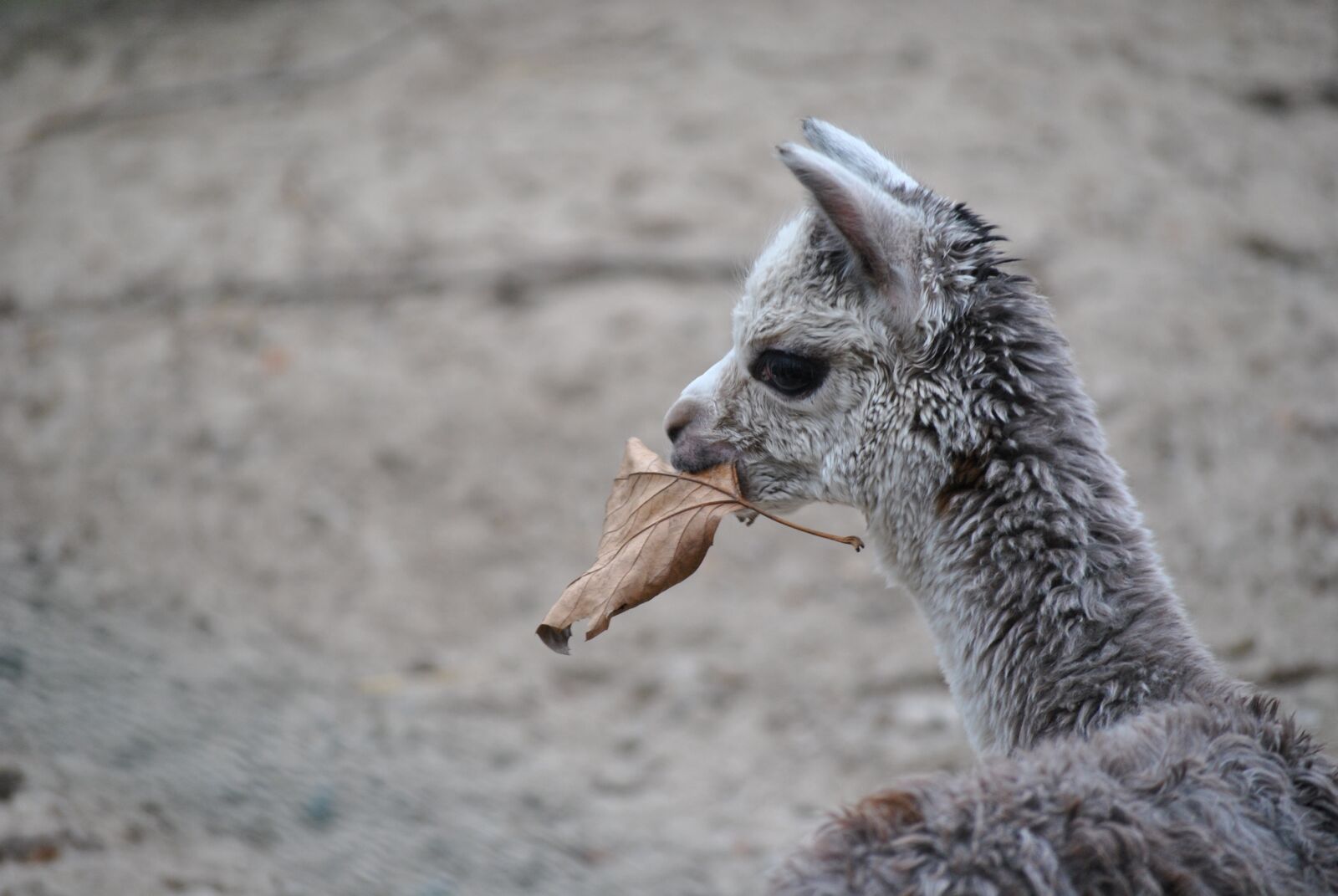Nikon D3000 sample photo. Alpaca, baby animal, nature photography