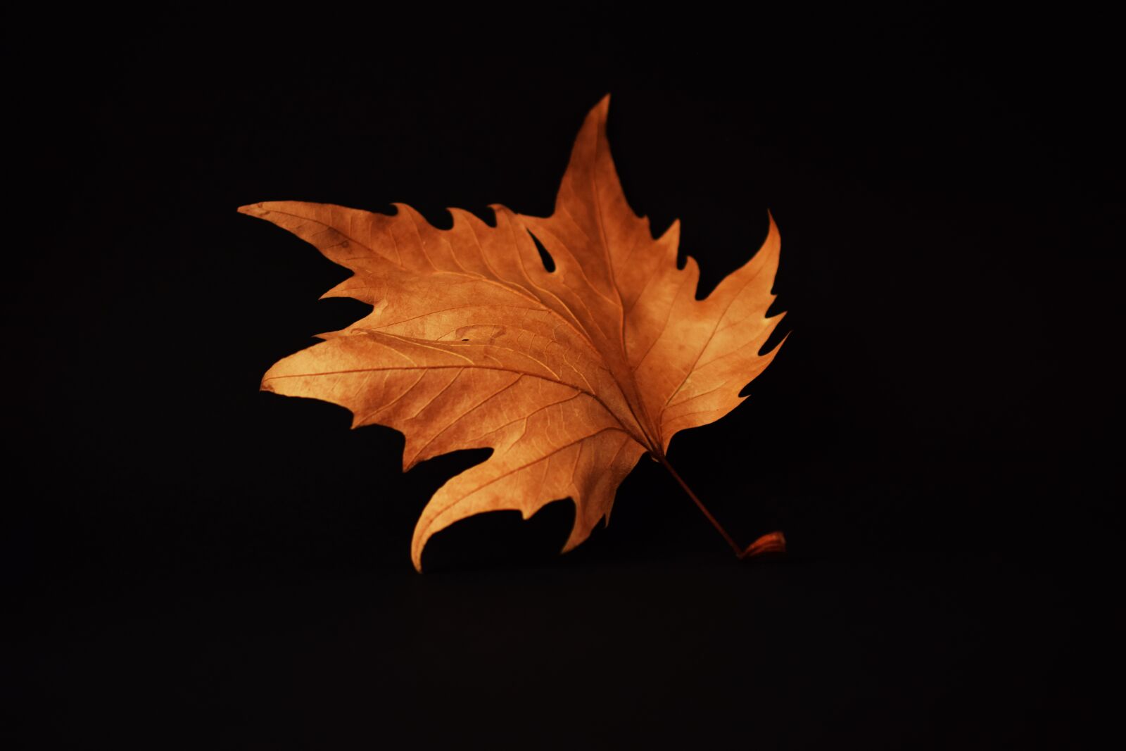 Nikon D5300 sample photo. Autumn, autumn leaf, black photography