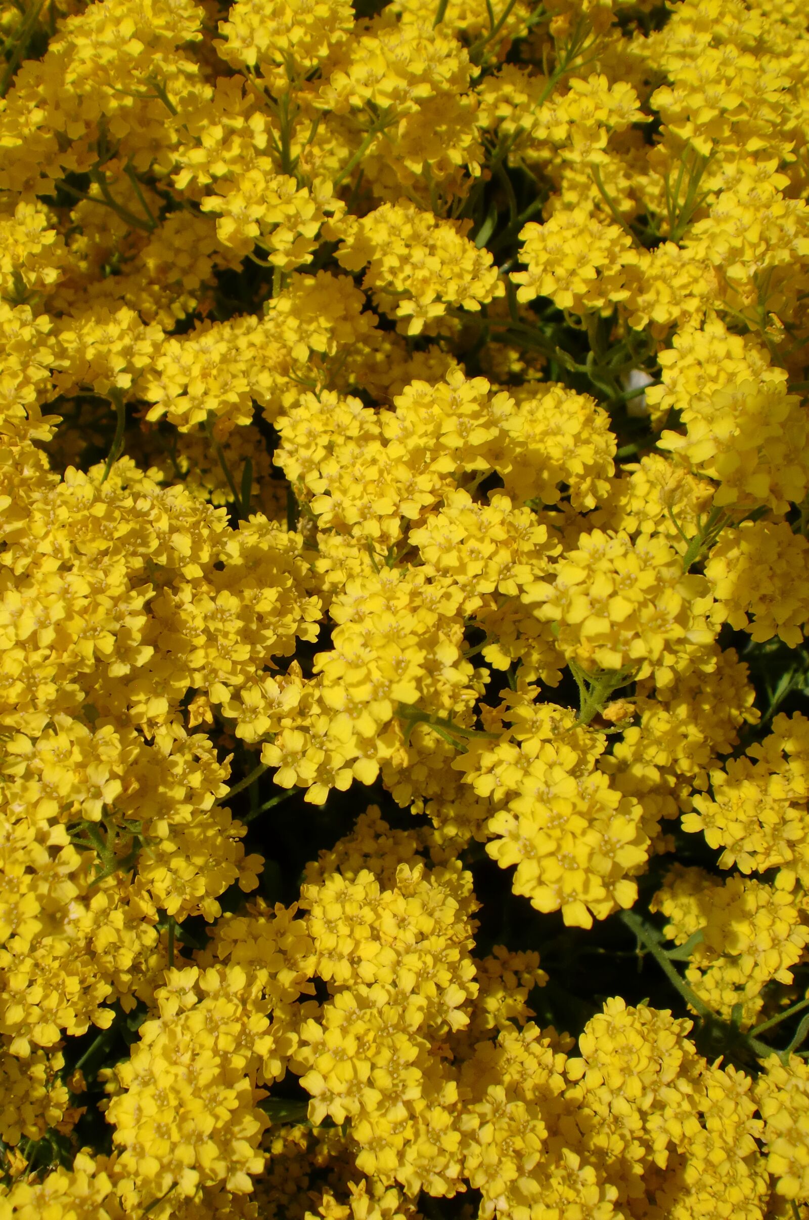 CASIO EX-Z90 sample photo. Flower, yellow, nature photography