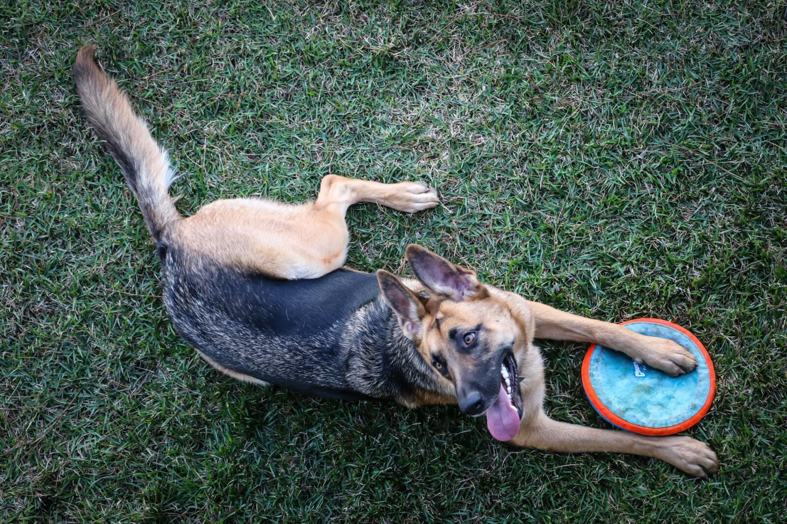 Canon EOS 7D Mark II sample photo. German shepherd, dog, frisbee photography