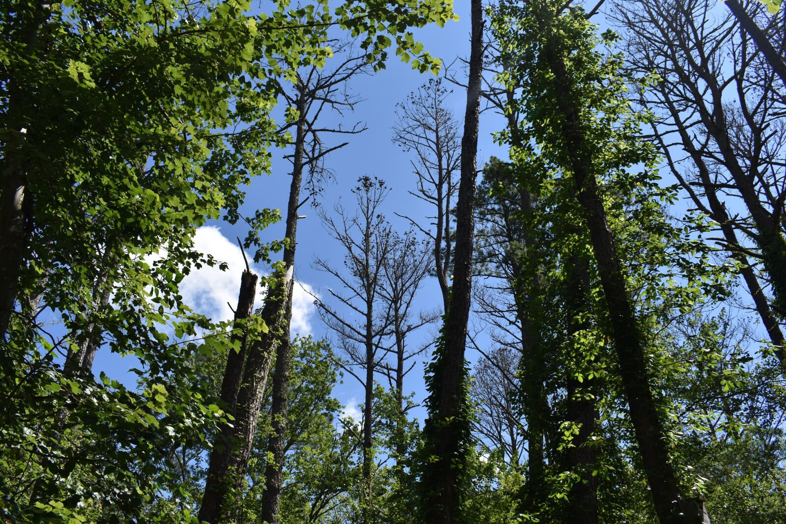 Nikon D3400 sample photo. Trees, sky, assateague island photography