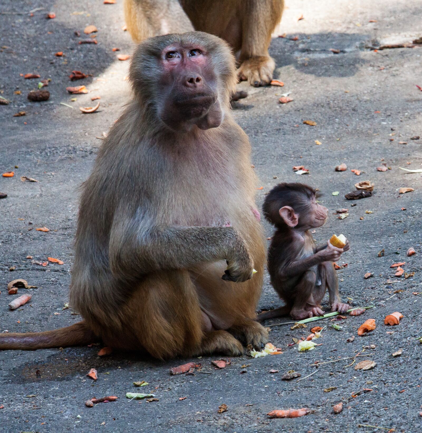 Canon EOS 50D sample photo. Monkey, female, monkey baby photography