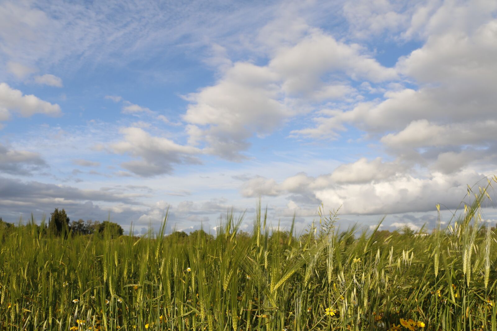 Canon EOS 70D sample photo. Rural, field, campestre photography