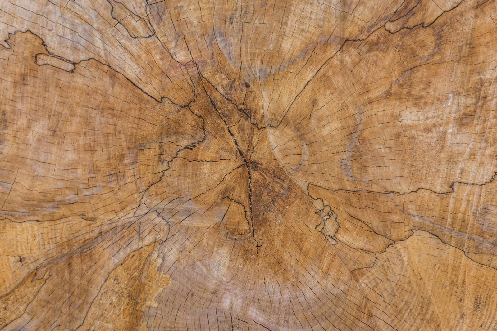 Canon EOS 6D sample photo. Wood, annual rings, log photography