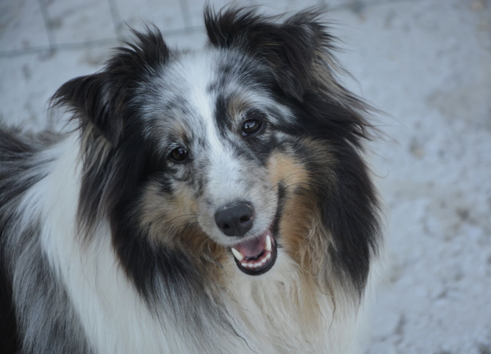 Nikon D5200 sample photo. Shetland sheepdog, dog, collie photography