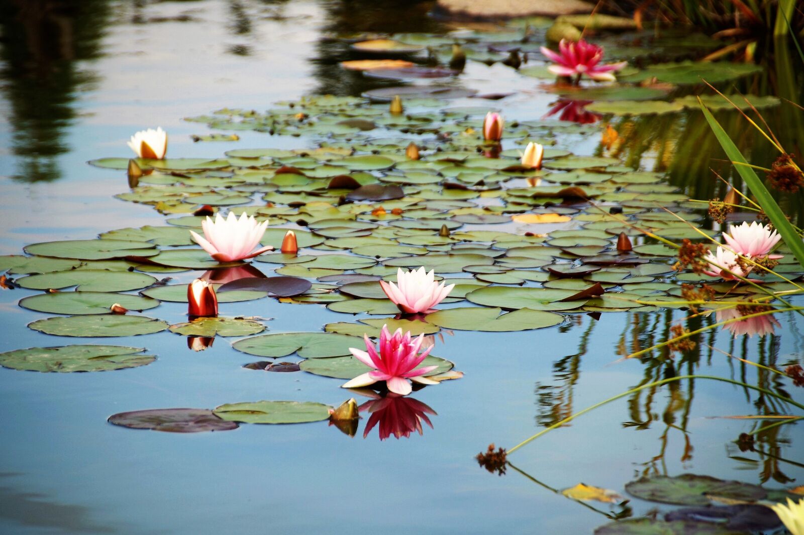 Sony SLT-A58 sample photo. Lagoon, waterlily, water flower photography