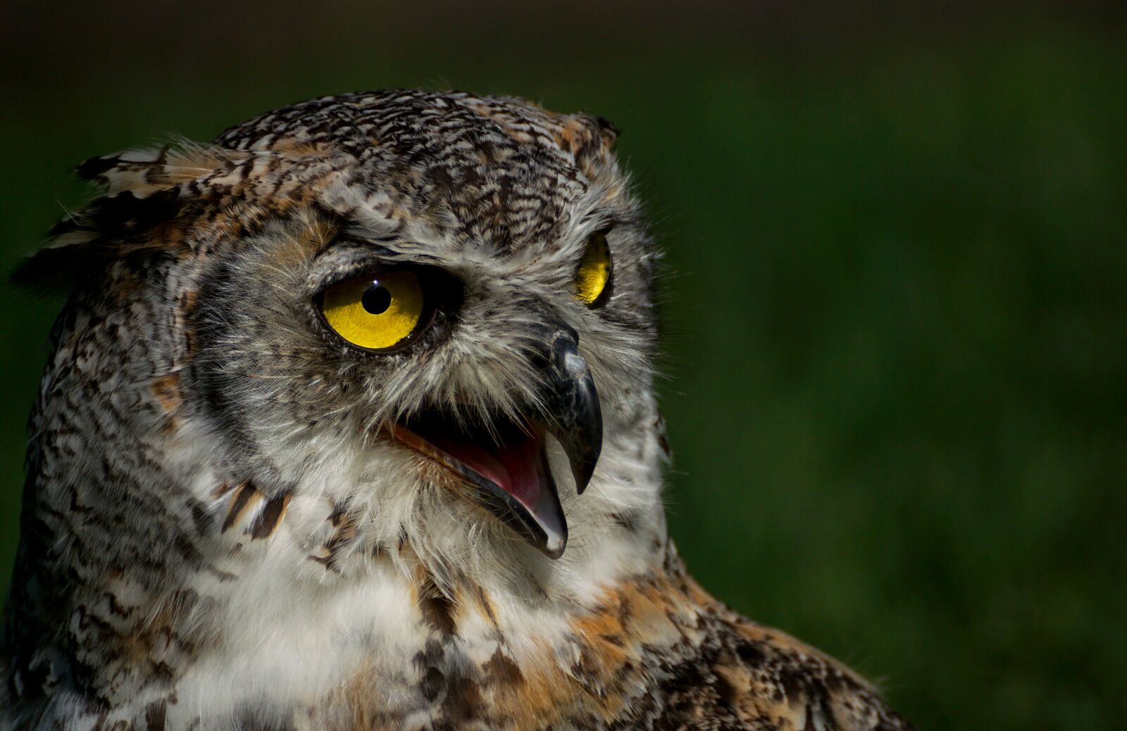 Sony DT 55-300mm F4.5-5.6 SAM sample photo. Eagle owl, owl, bird photography