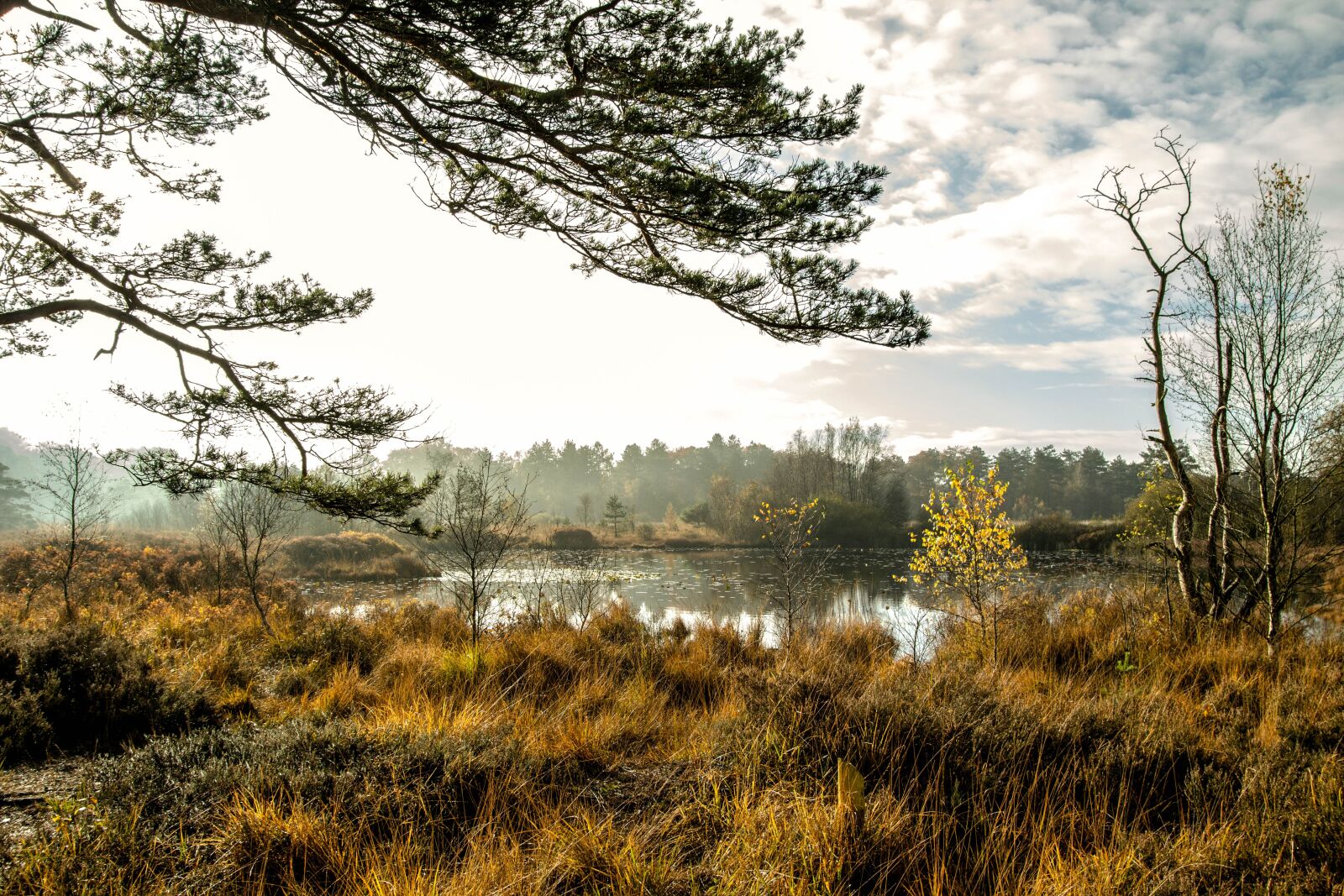 Canon EOS 60D sample photo. Nature, pond, landscape photography