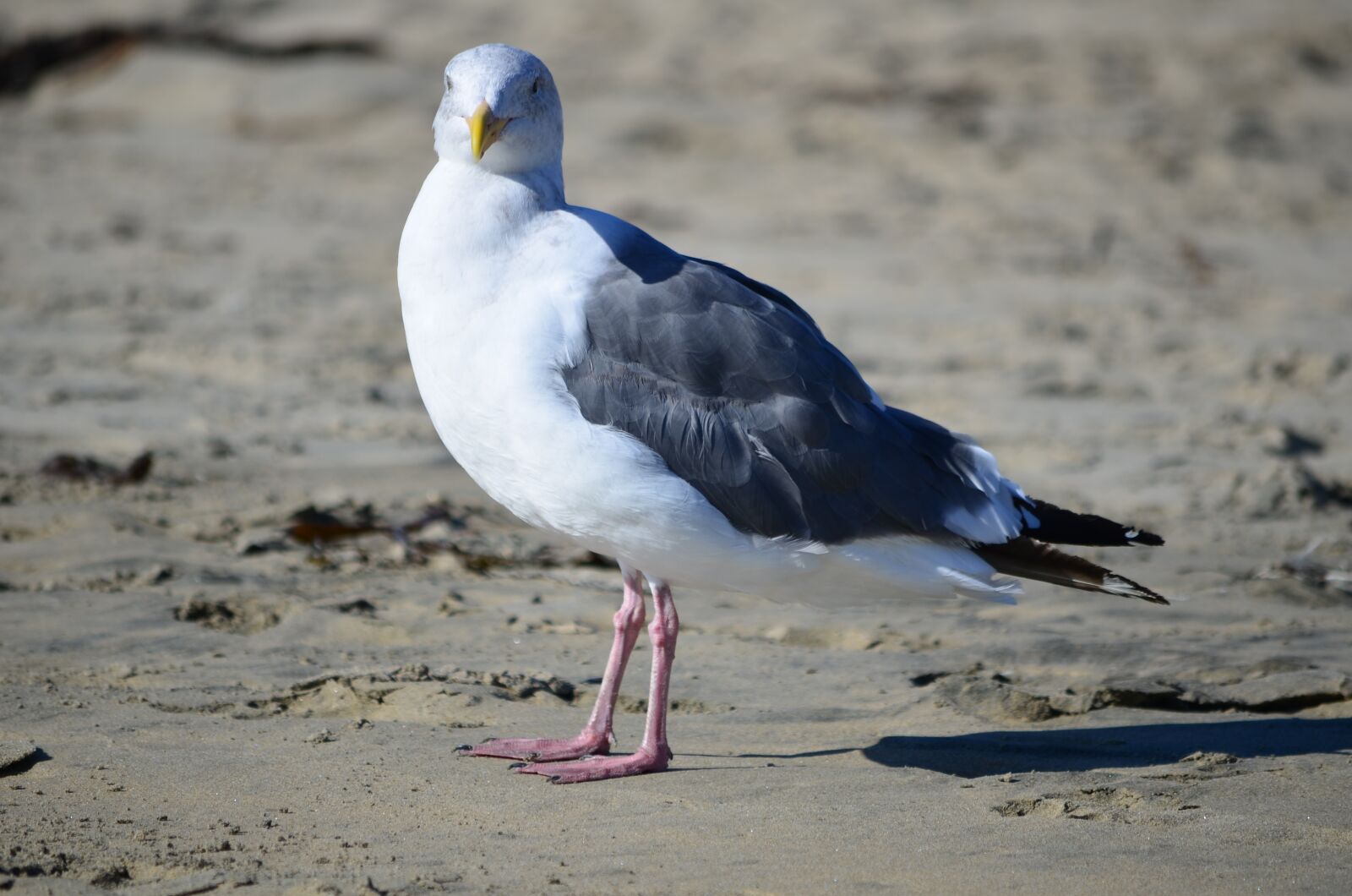 Nikon D7000 sample photo. Seagull, animal, bird photography