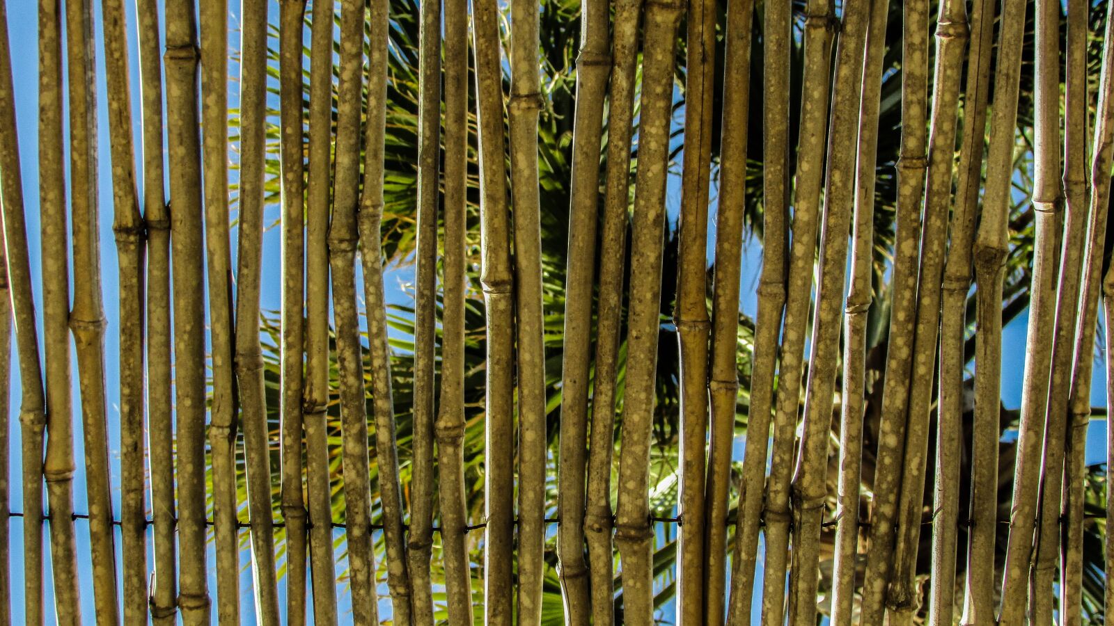 Canon PowerShot SX400 IS sample photo. Wattle, stubble, ceiling photography
