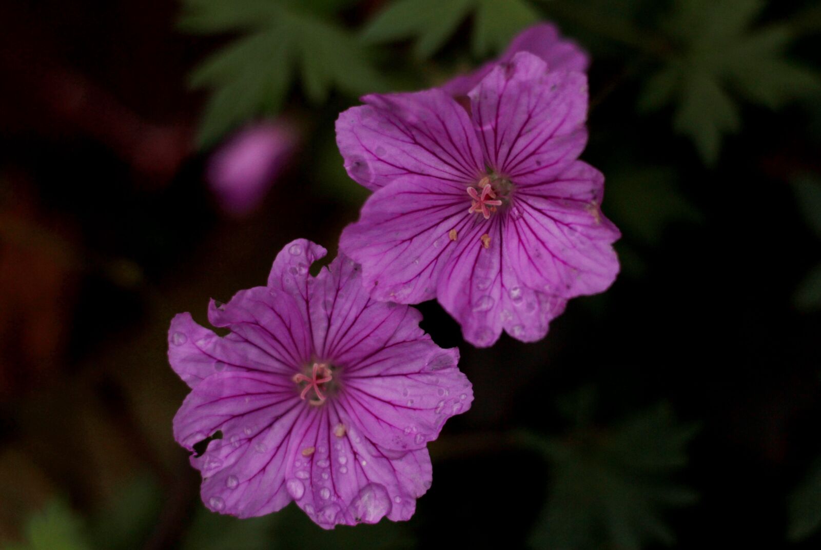 Canon EOS 600D (Rebel EOS T3i / EOS Kiss X5) sample photo. Geranium pink penny, garden photography