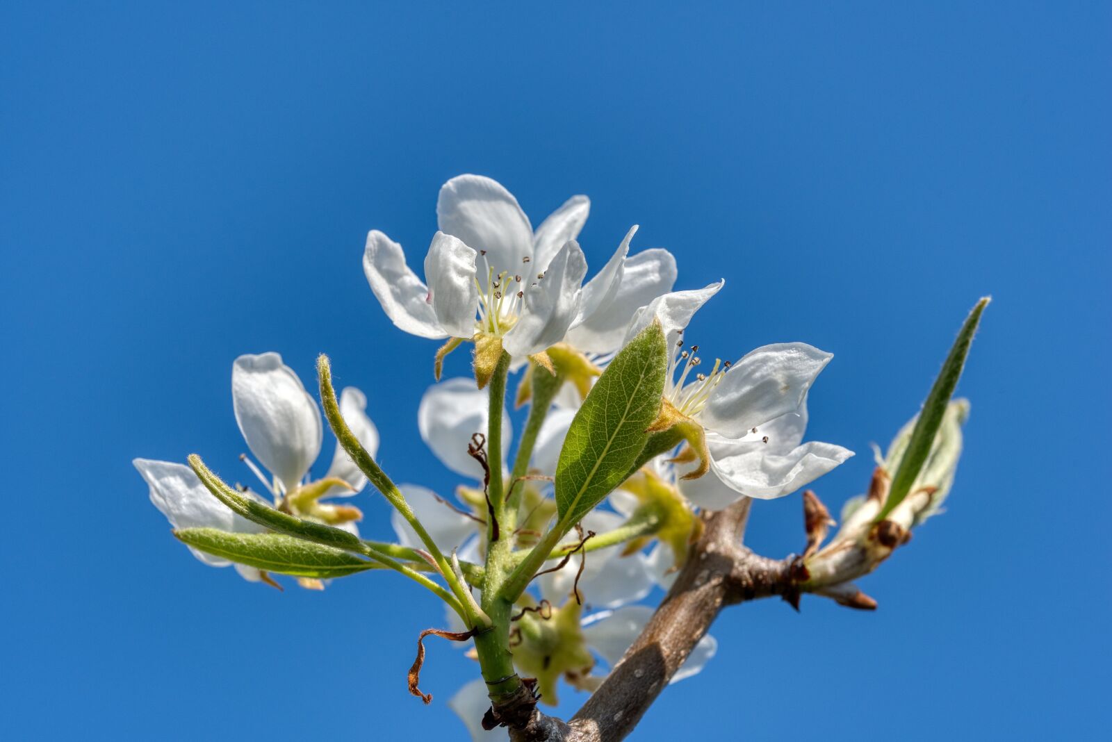 Nikon D750 sample photo. Pear tree, pear blossom photography