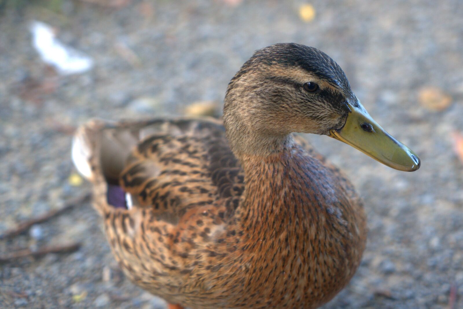 Sony a7 II + Sony Vario Tessar T* FE 24-70mm F4 ZA OSS sample photo. Duck, bird, plumage photography