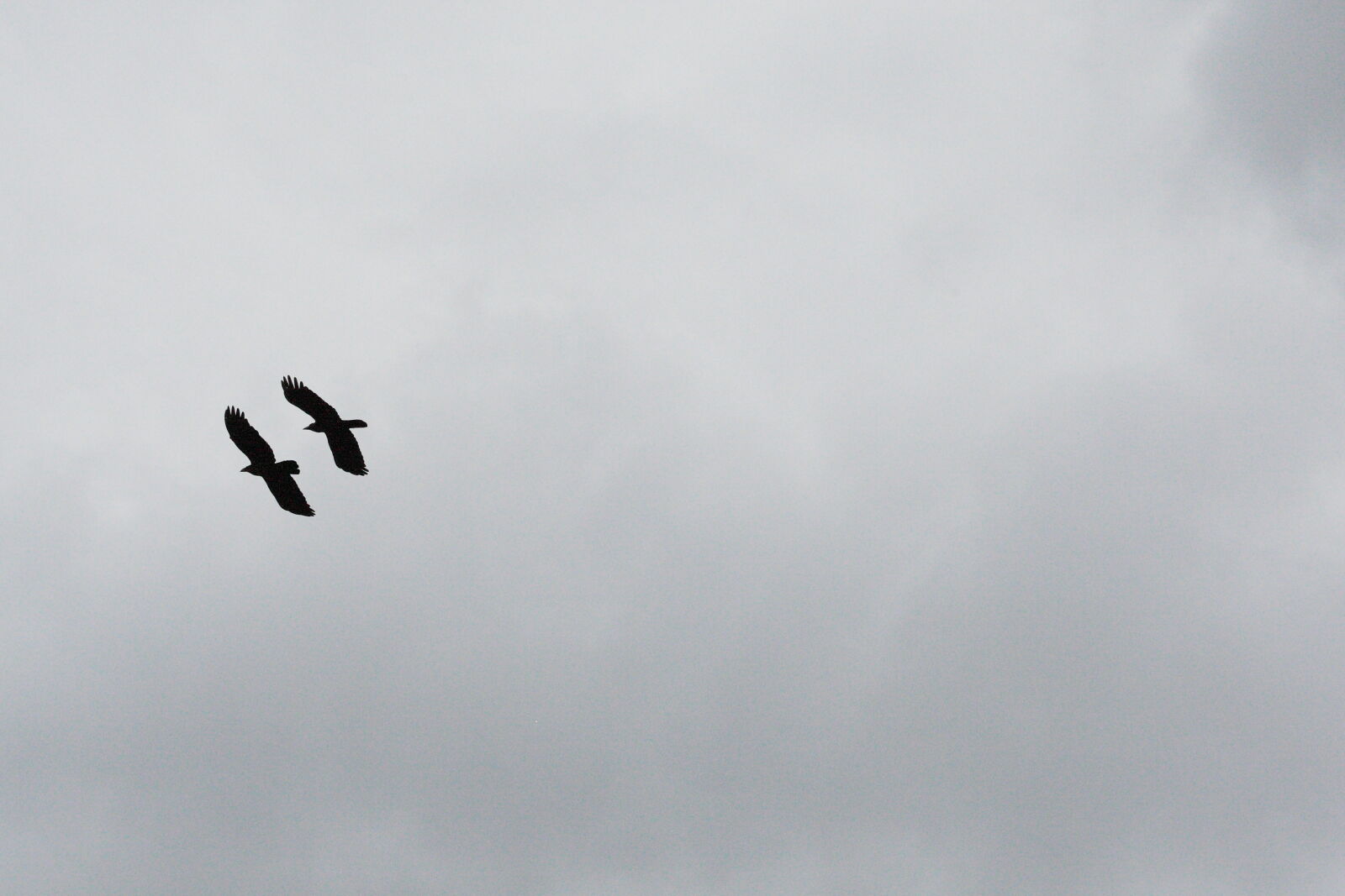 Canon EOS-1D Mark III + Canon EF 70-200mm F4L IS USM sample photo. Bird, black, cloudy, crow photography