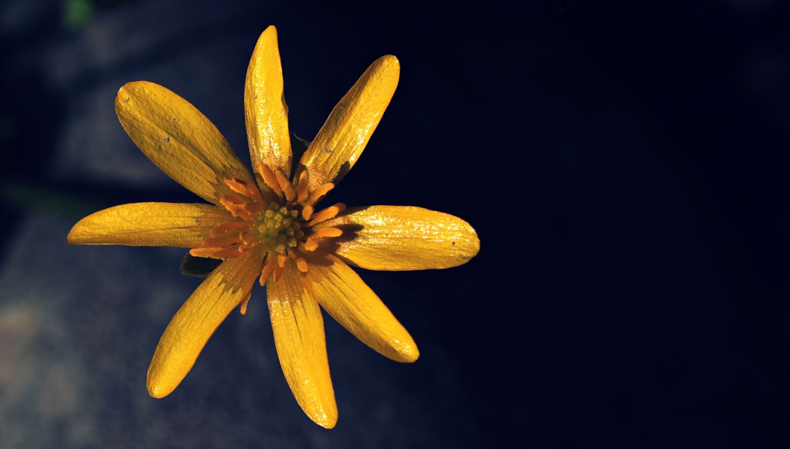 Canon EOS 80D sample photo. Celandine, feigwurz, ficaria verna photography