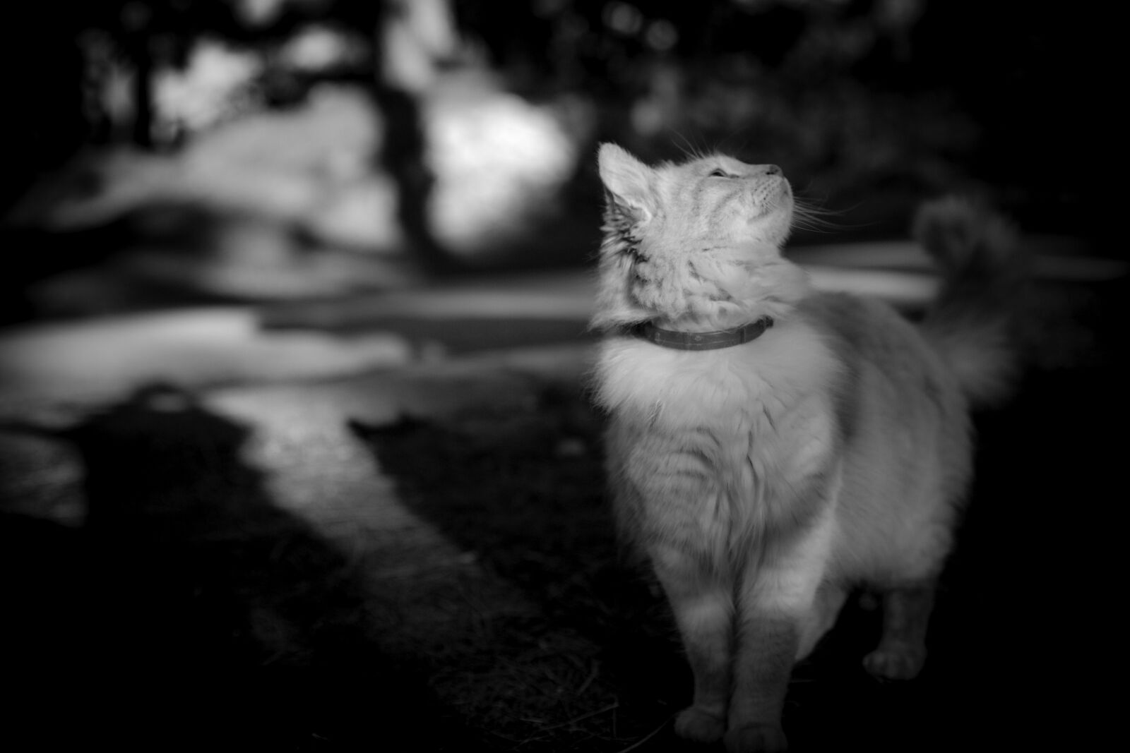 Canon EOS 5D Mark III sample photo. Easter cat, black white photography