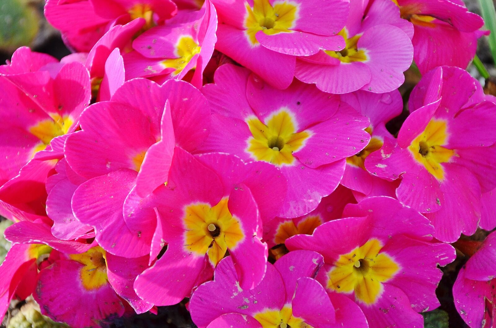 Nikon D7000 sample photo. Flower, natur, floral photography