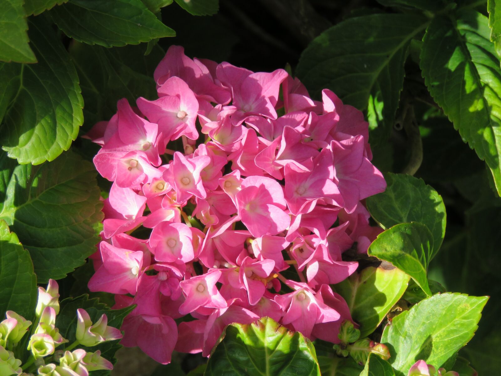 Canon PowerShot SX60 HS sample photo. Hydrangea, plant, flowers photography
