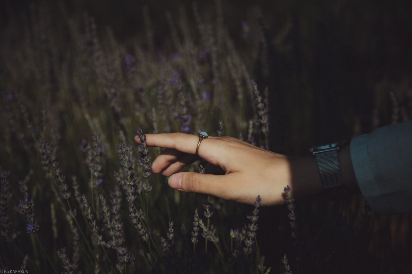 Canon EOS 6D + Canon EF 24-105mm F4L IS USM sample photo. El, nature, lavender photography