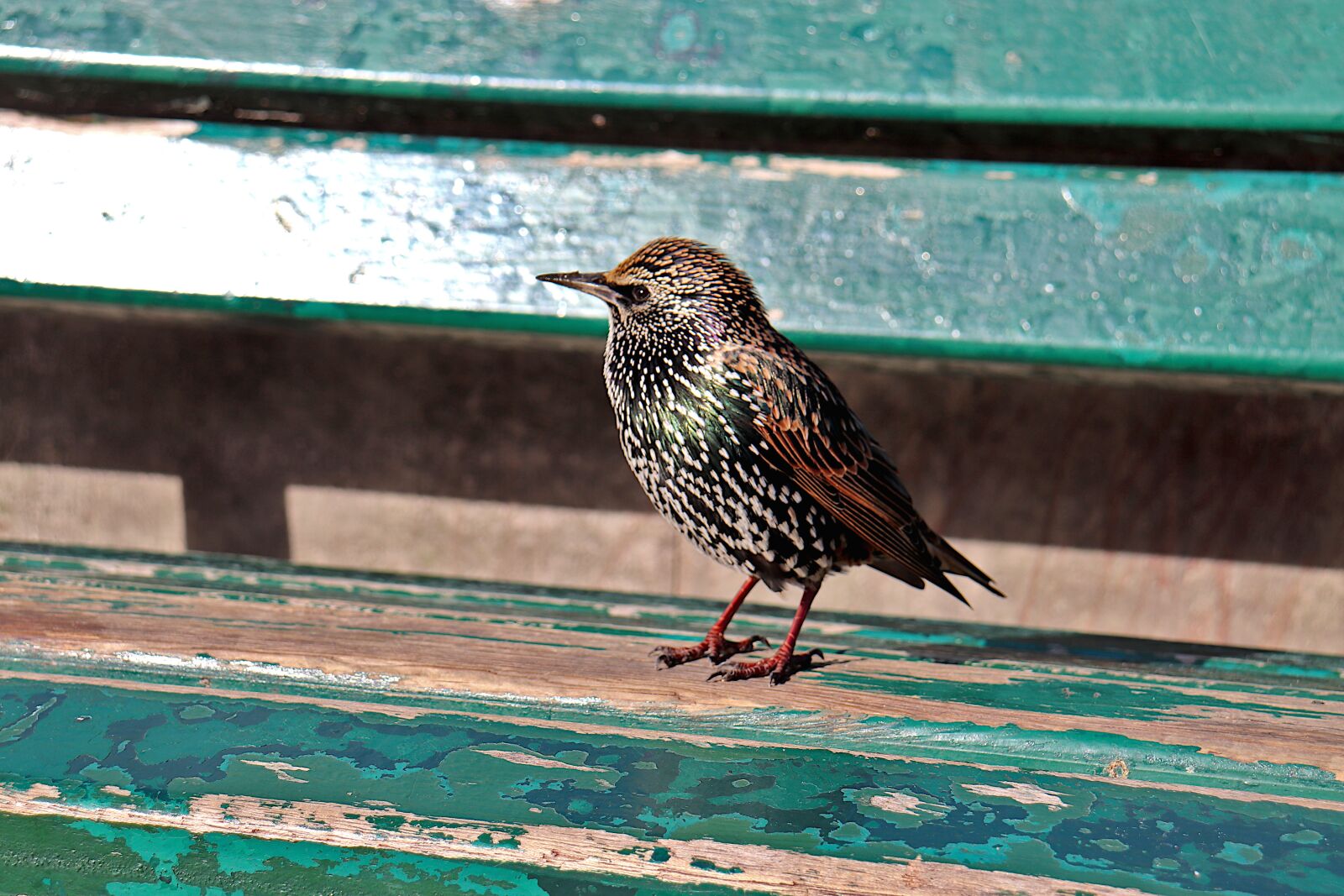 Canon EOS 800D (EOS Rebel T7i / EOS Kiss X9i) sample photo. Starling, european starling, bird photography