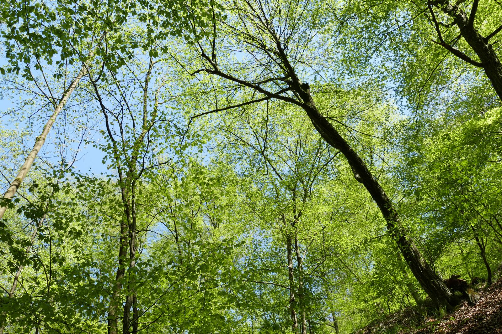 Panasonic Lumix DMC-FZ1000 sample photo. Landgrave gorge, wartburg castle photography