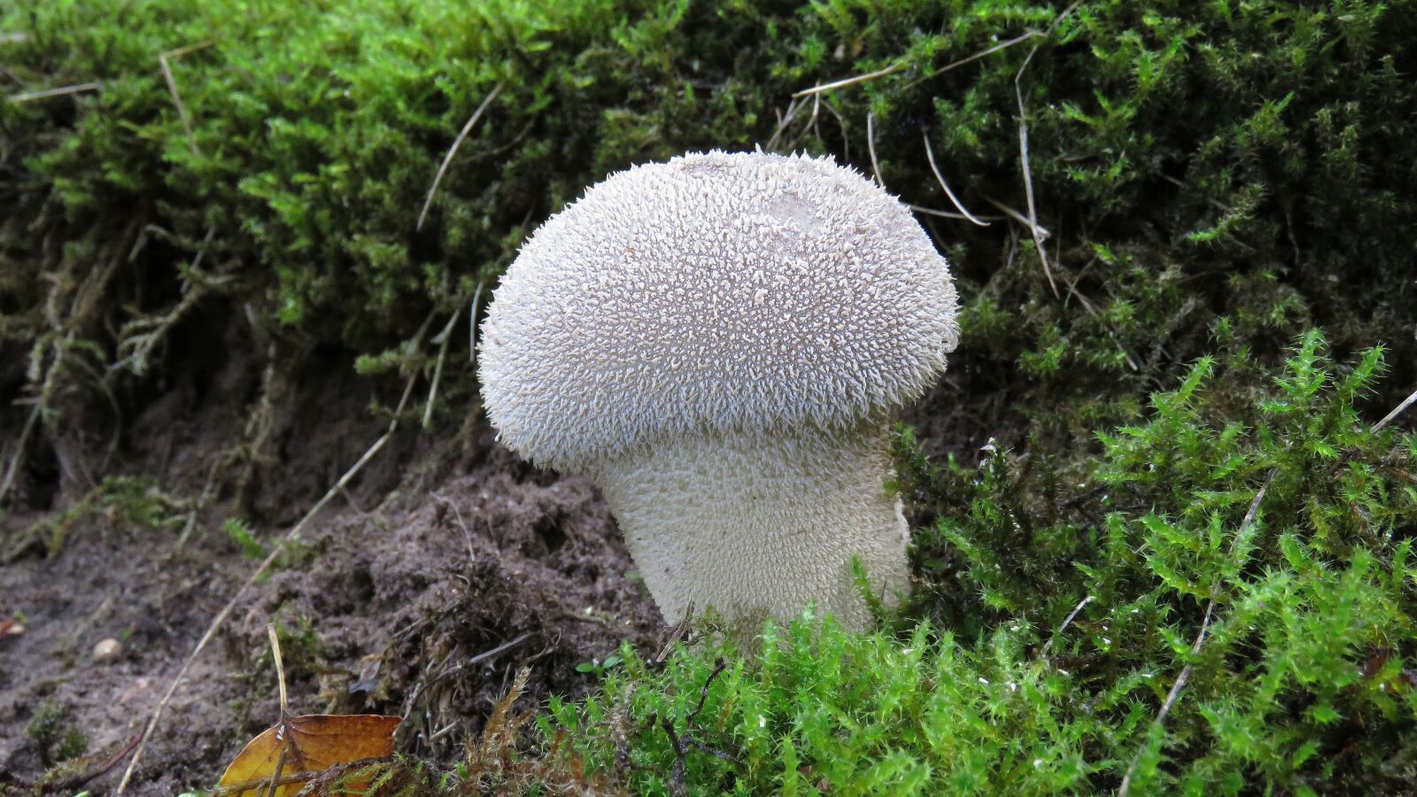 Canon PowerShot SX60 HS sample photo. Fungi, nature, mushroom photography
