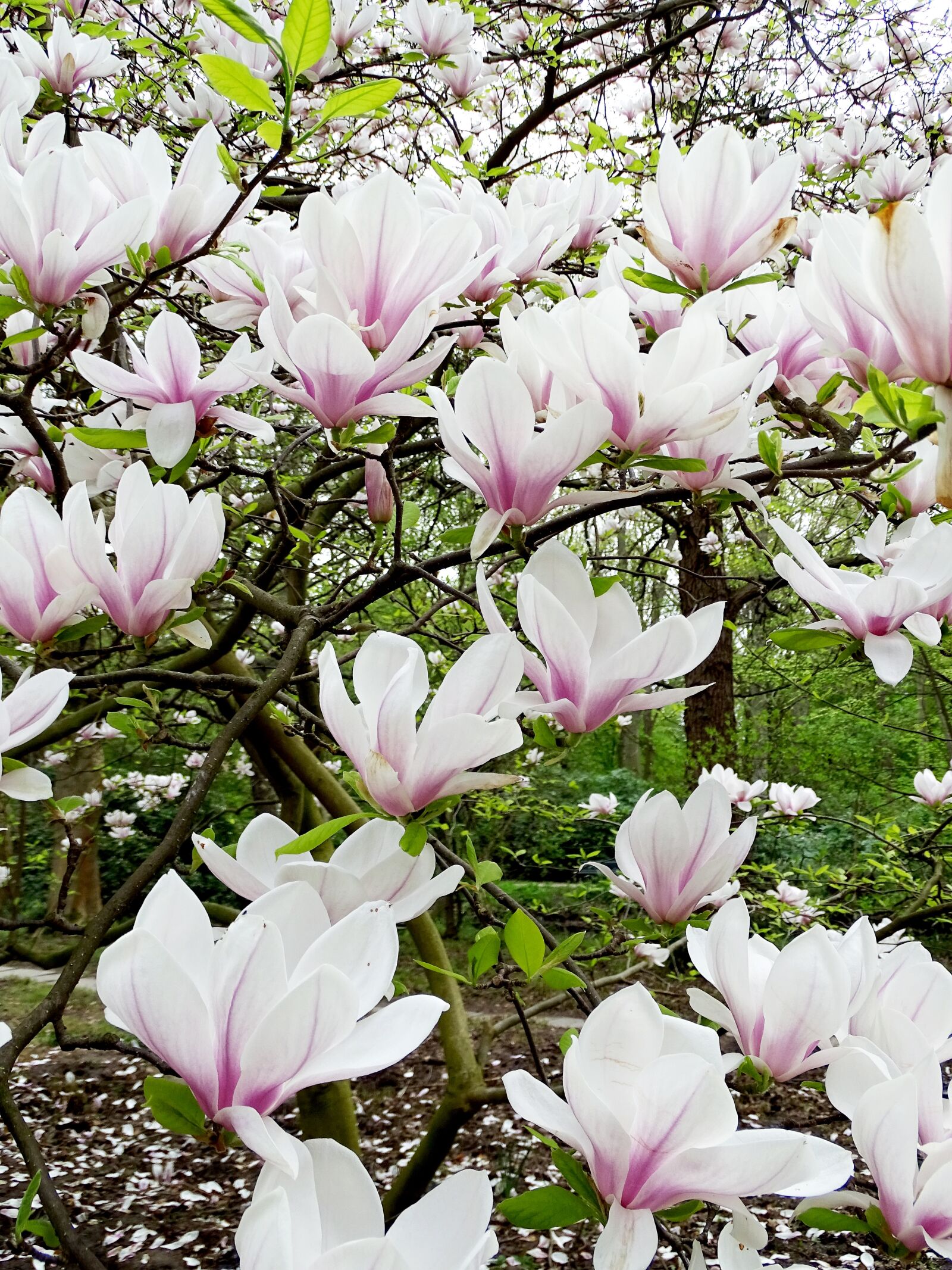 Sony Cyber-shot DSC-HX400V sample photo. Magnolia, blossom, bloom photography