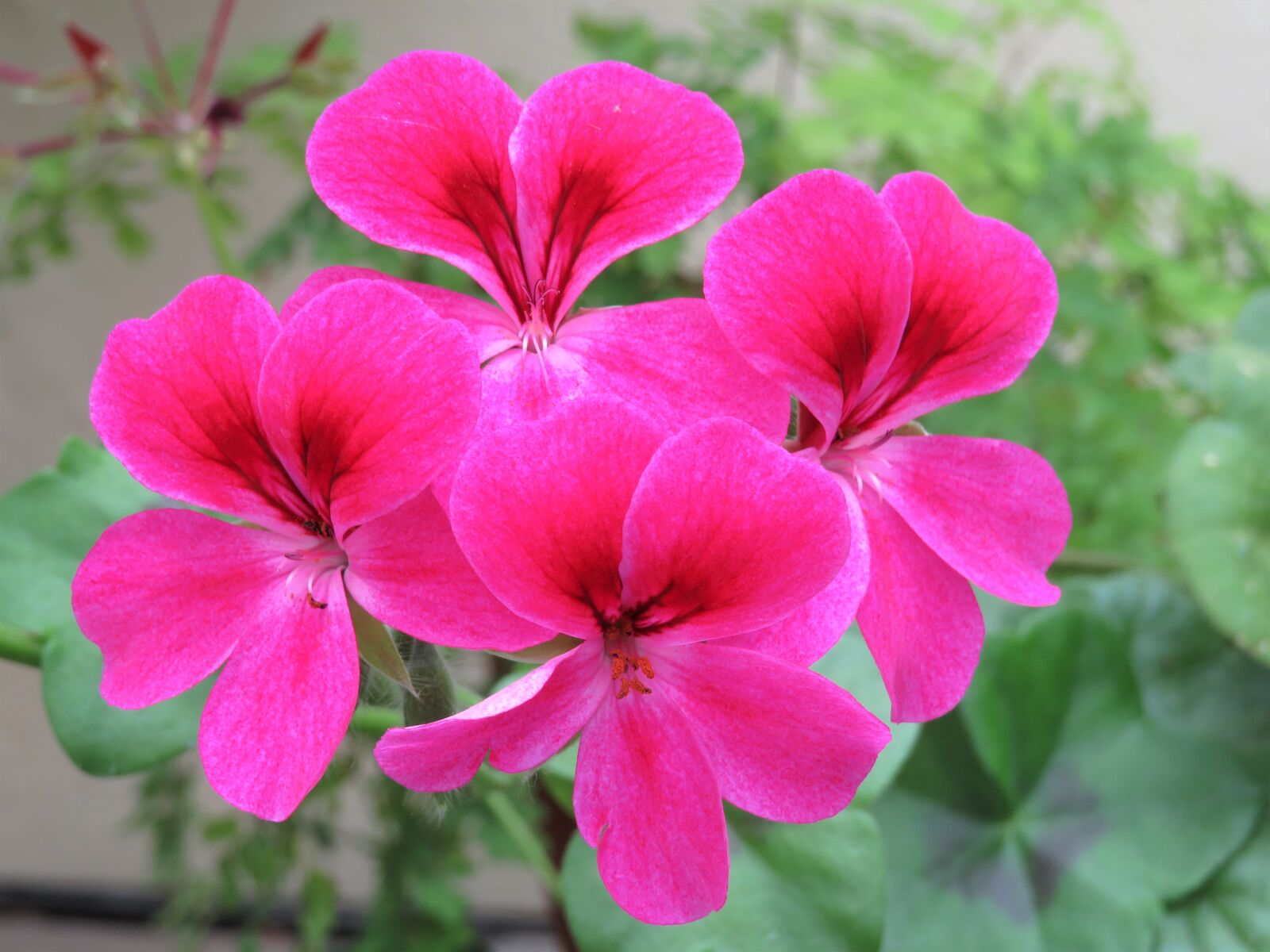 Canon PowerShot SX540 HS sample photo. Pink, geranium, flower photography