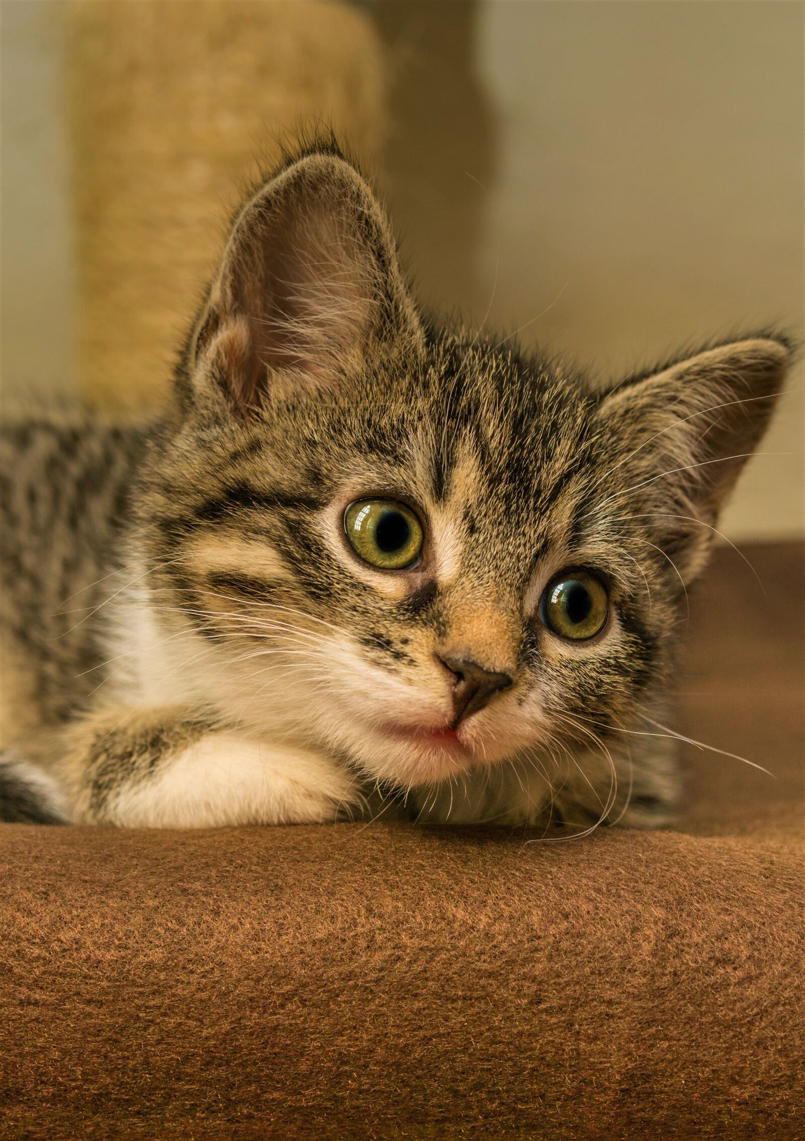 30mm F1.4 DC DN | Contemporary 016 sample photo. Cat, small, mackerel photography