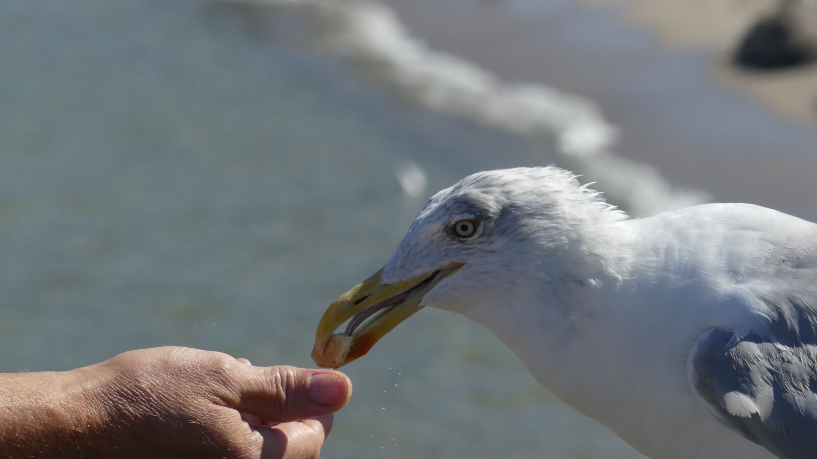 Panasonic Lumix DMC-FZ300 sample photo. Gull, bird, sea photography