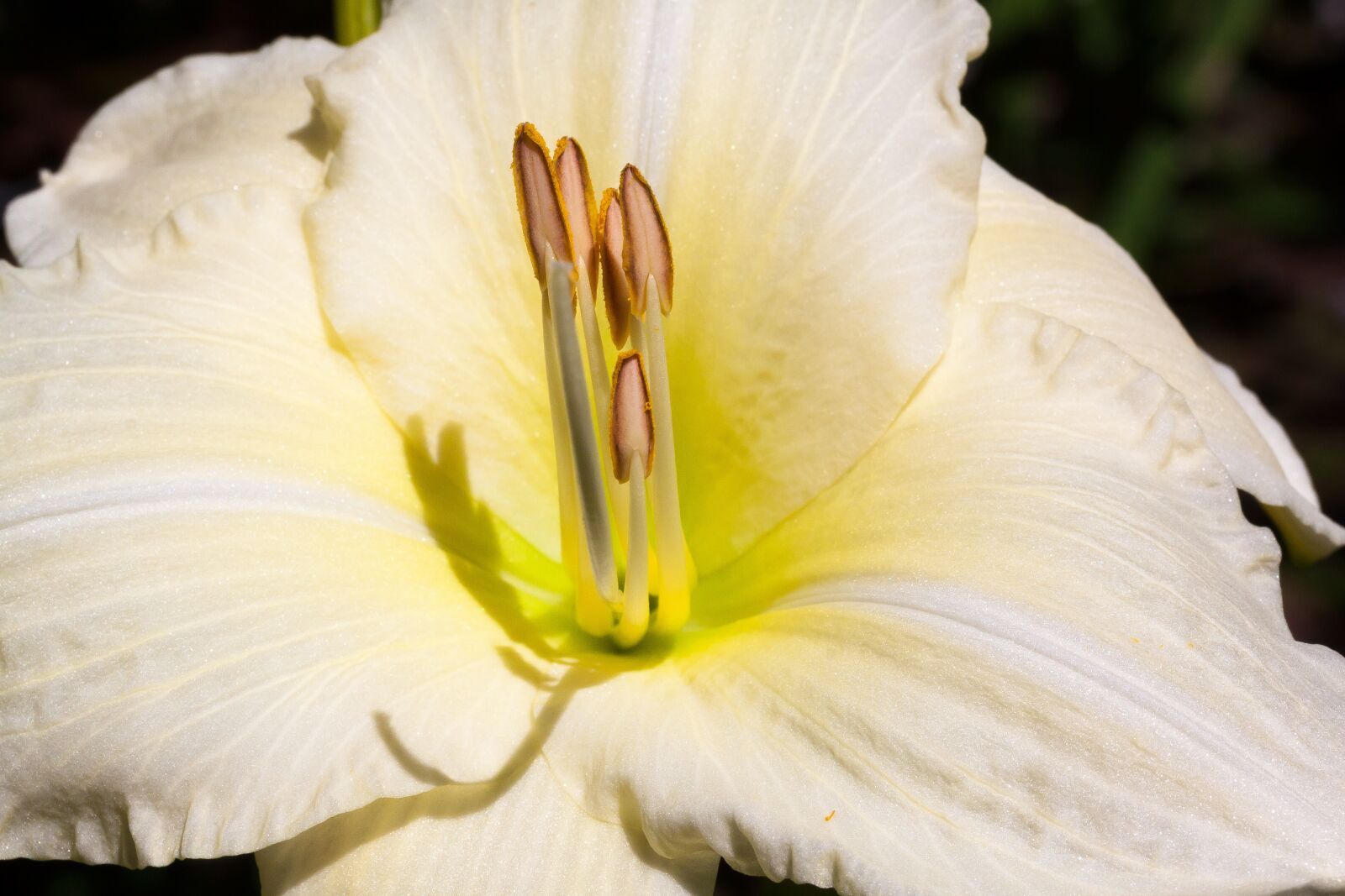 Canon EOS 50D sample photo. Daylily, hemerocallis, day lily photography