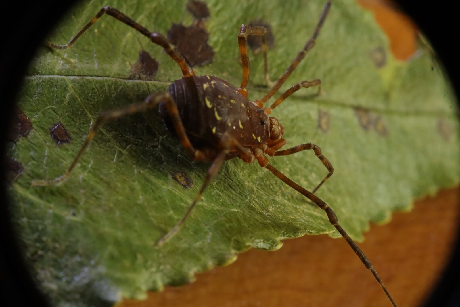 Canon EF-M 15-45mm F3.5-6.3 IS STM sample photo. Arachnid, reaper, opilión photography