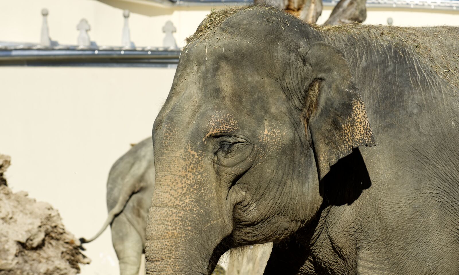 Nikon D7200 sample photo. Elephant, proboscis, pachyderm photography