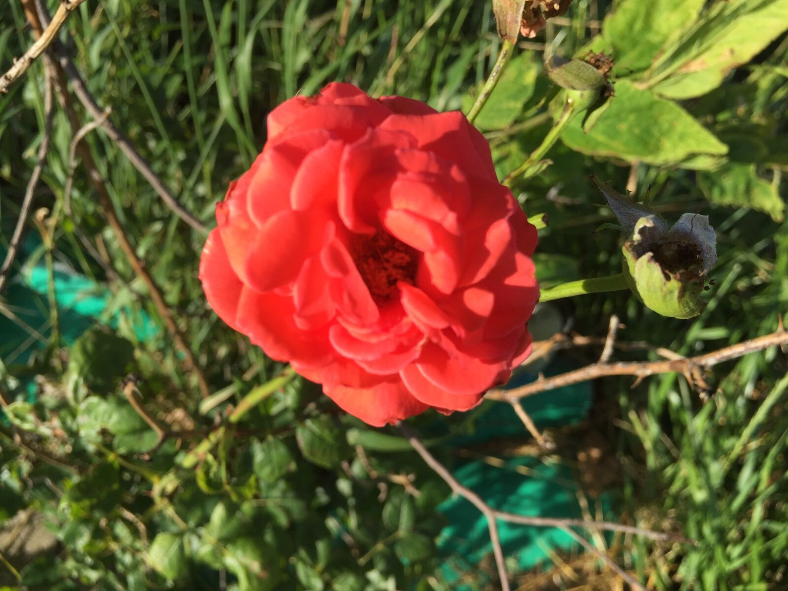 iPhone 6 back camera 4.15mm f/2.2 sample photo