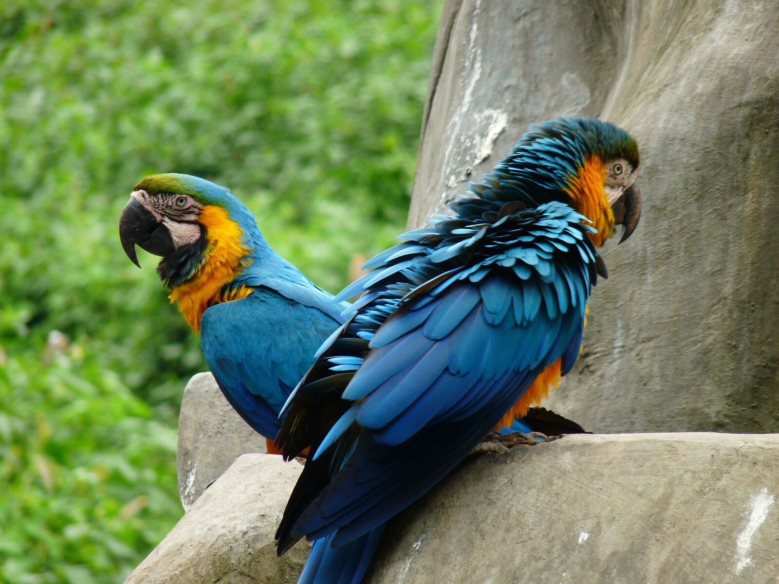 Panasonic Lumix DMC-FZ28 sample photo. Animal, bird, parrot photography