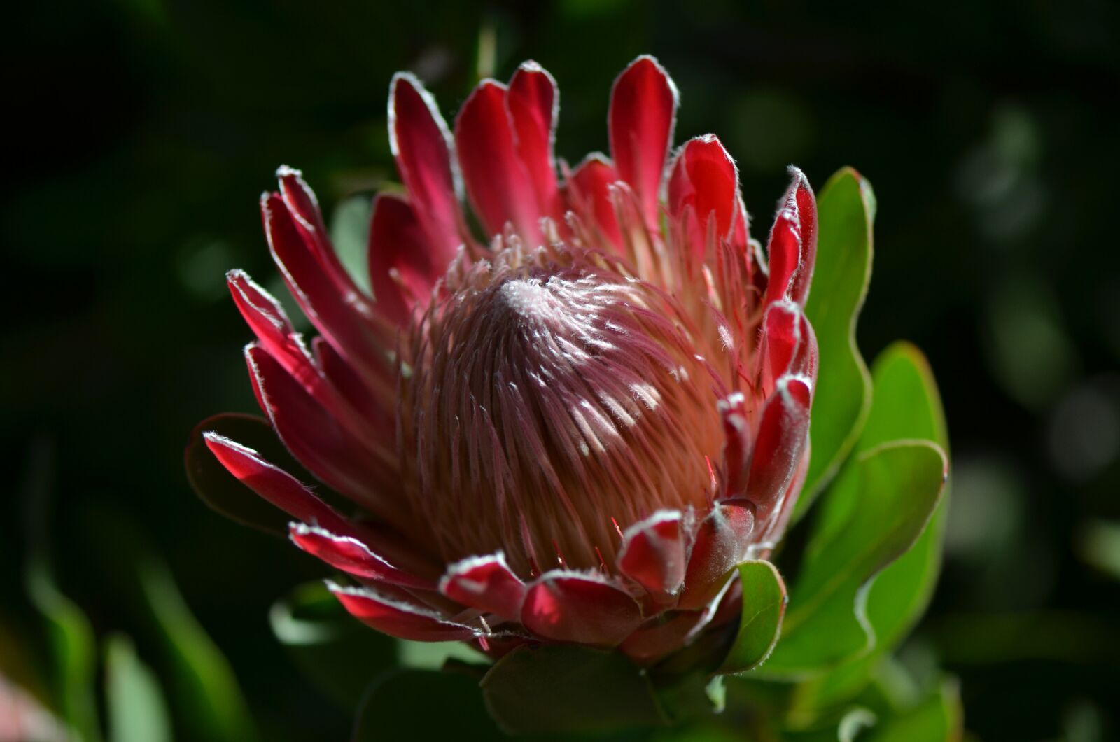 Nikon D7000 sample photo. Flower, waratah, flora photography