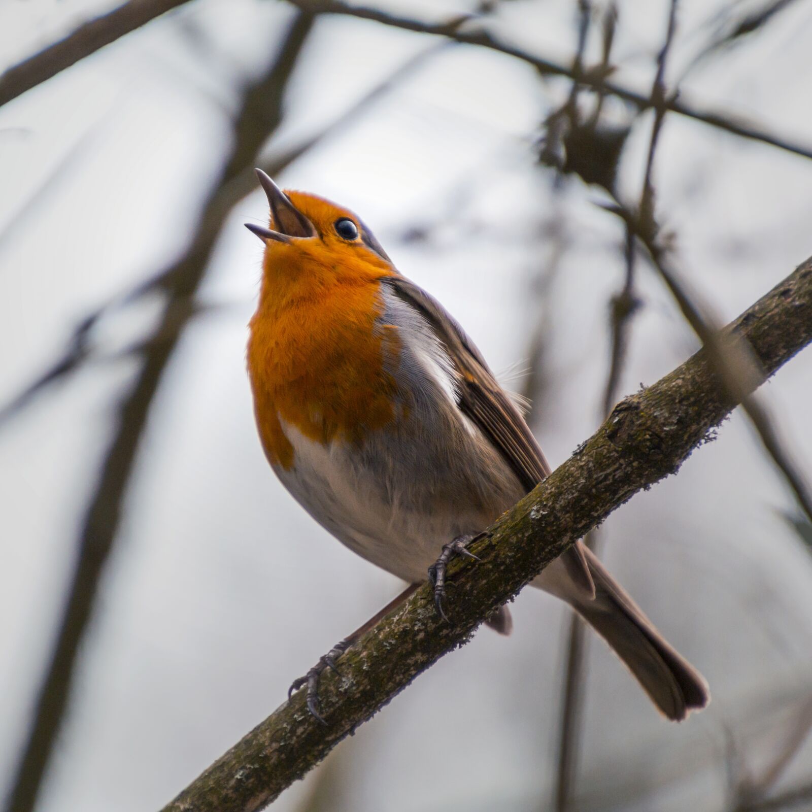 Canon EOS 70D sample photo. Robin, rotbrüstchen, chirp photography
