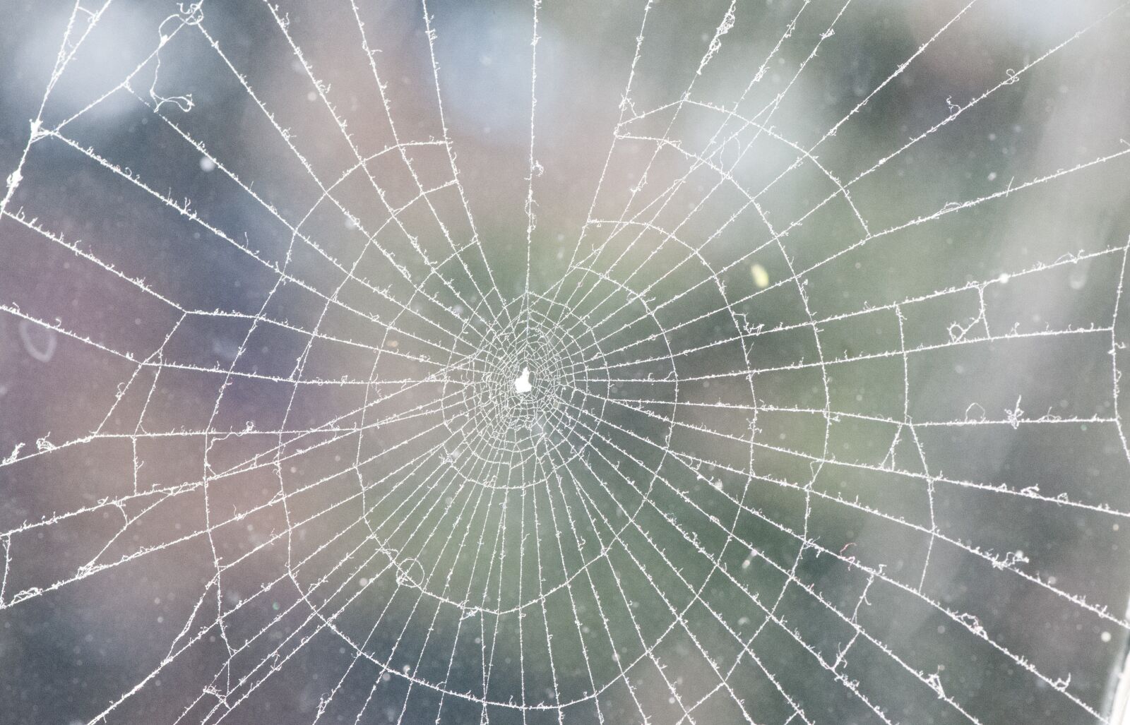 Nikon D300 sample photo. Web, frost, winter photography