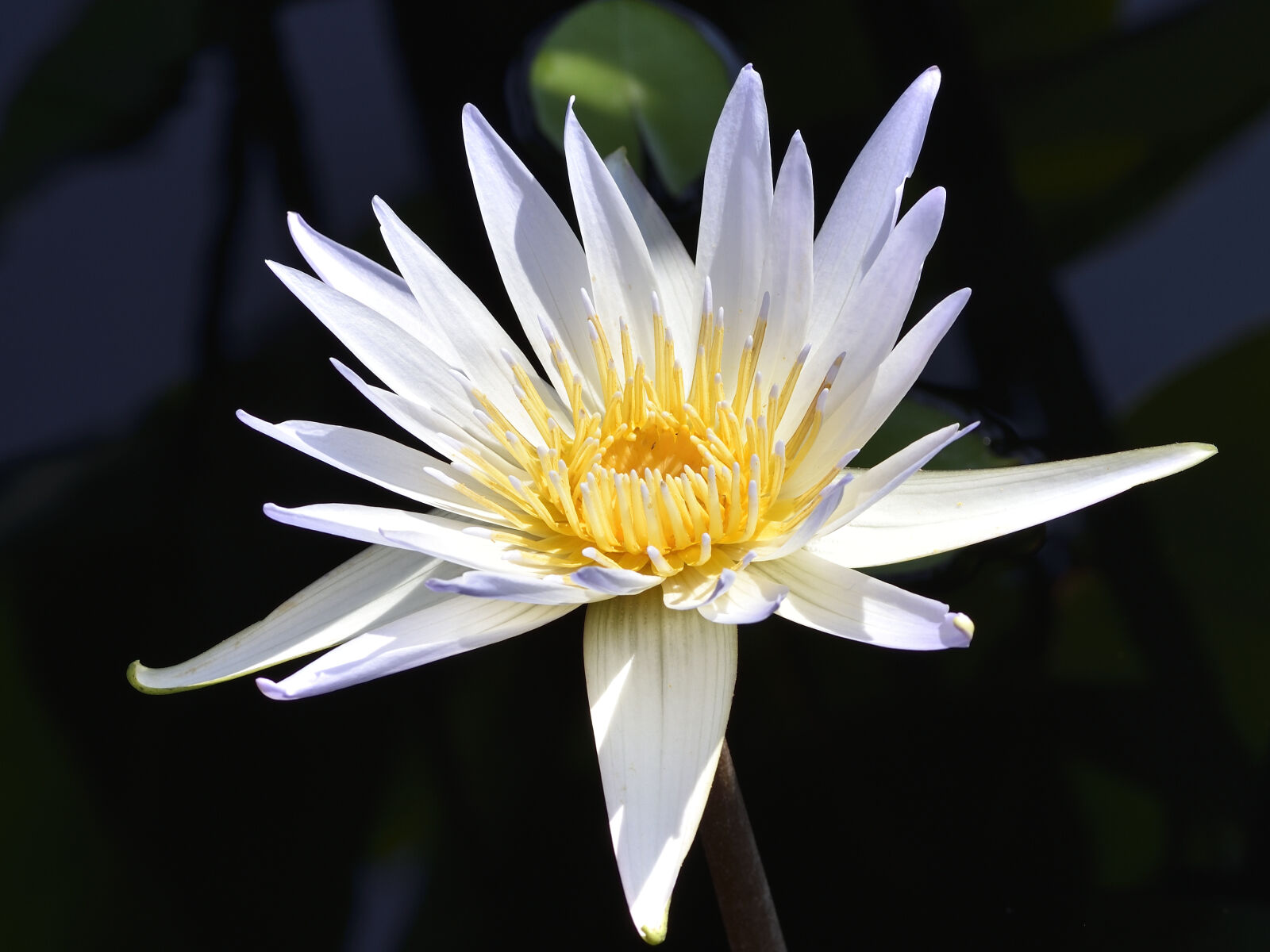 Nikon D750 sample photo. Lotus flower photography