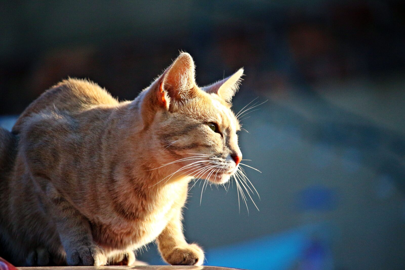 Canon EOS 100D (EOS Rebel SL1 / EOS Kiss X7) sample photo. Cat, mieze, kitten photography
