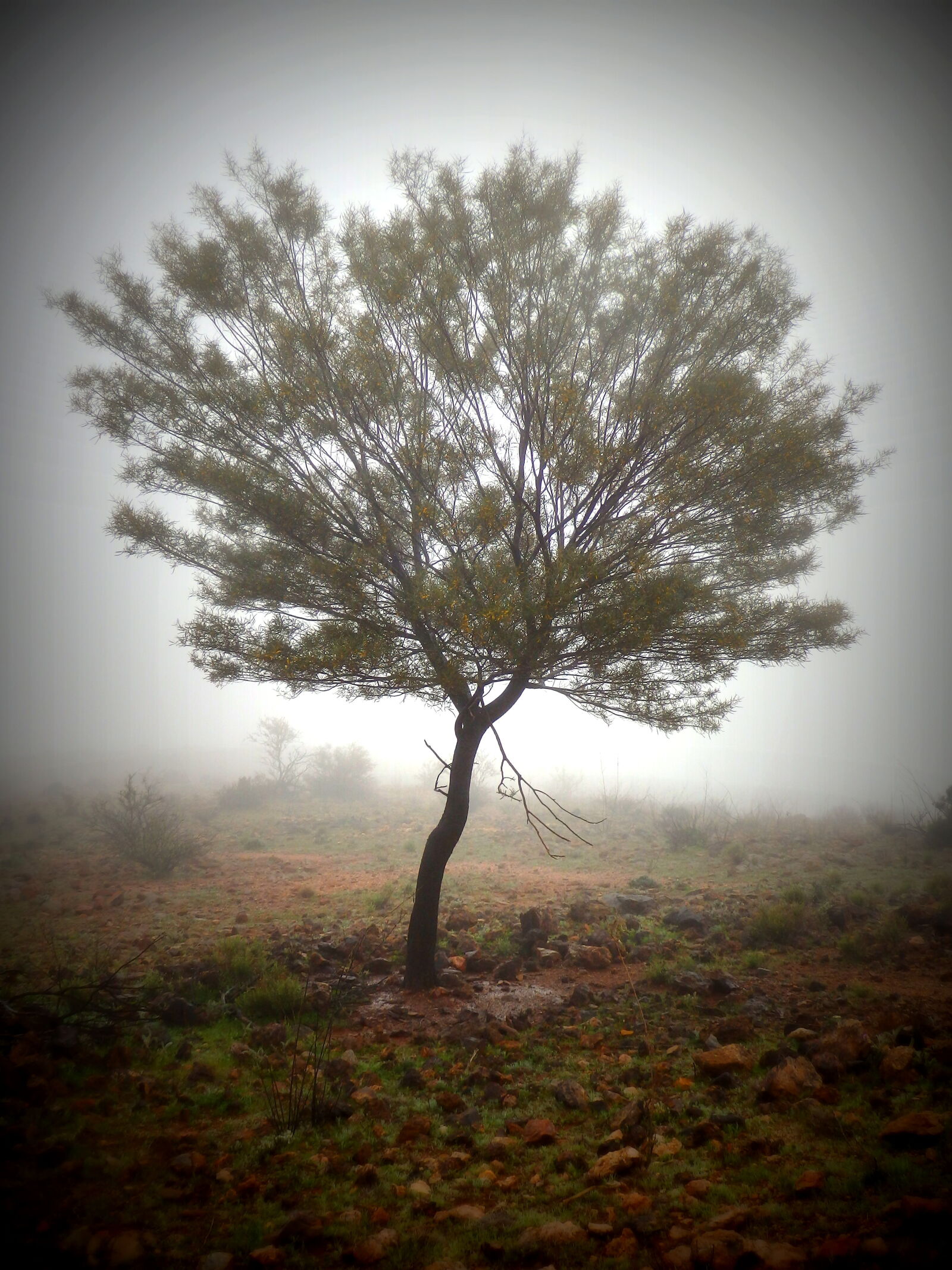 Olympus SH-1 sample photo. Foggy, leaves, nature, tree photography