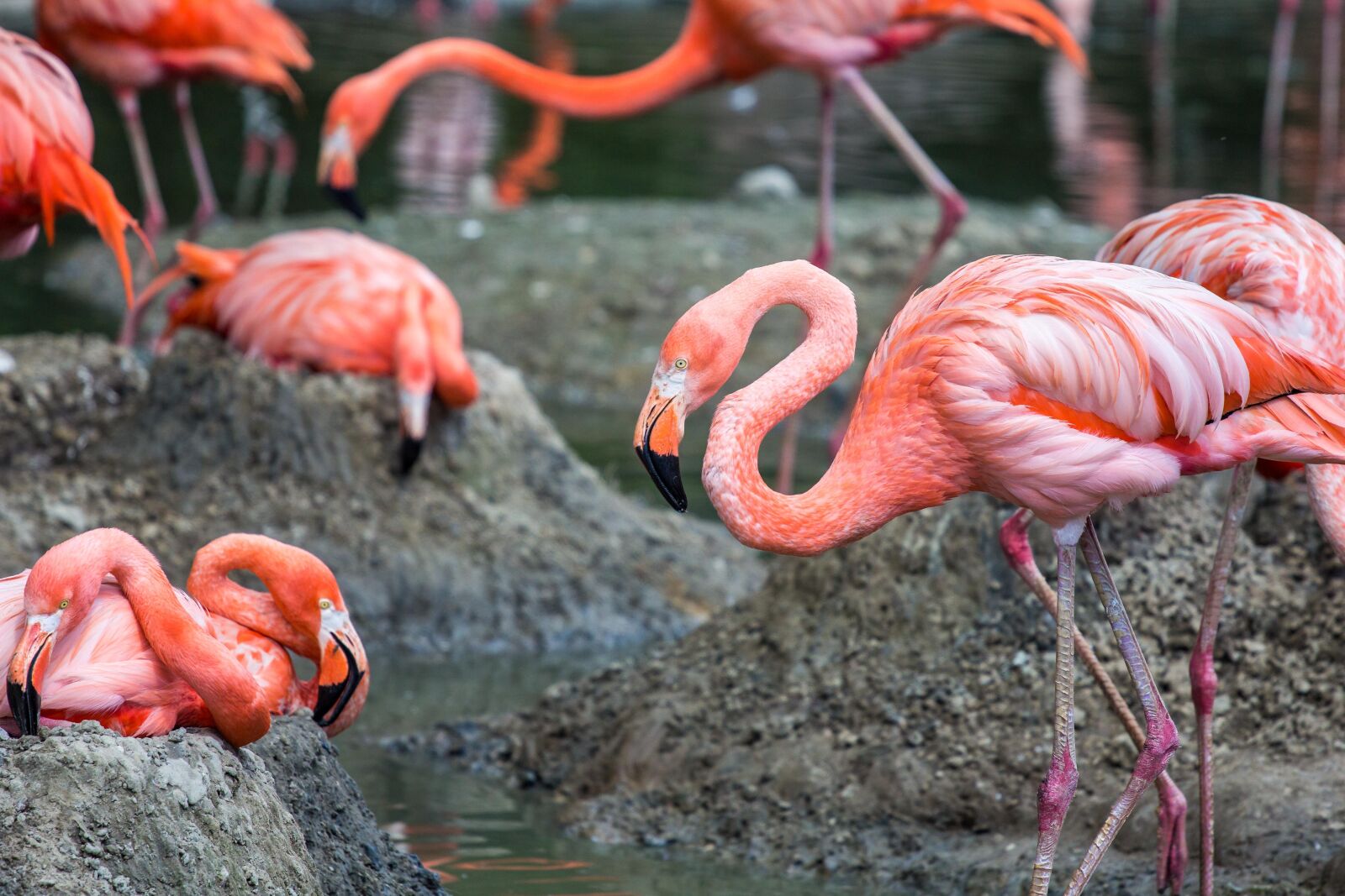 Canon EOS 60D + Canon EF 70-200mm F4L USM sample photo. Animals, flamingos, pink flamingos photography