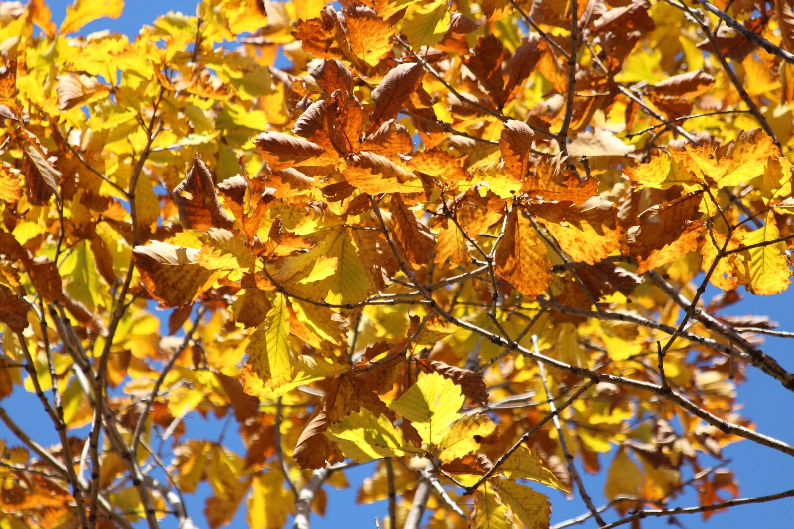 Canon EOS 650D (EOS Rebel T4i / EOS Kiss X6i) sample photo. Leaves, yellow leaves, autumn photography