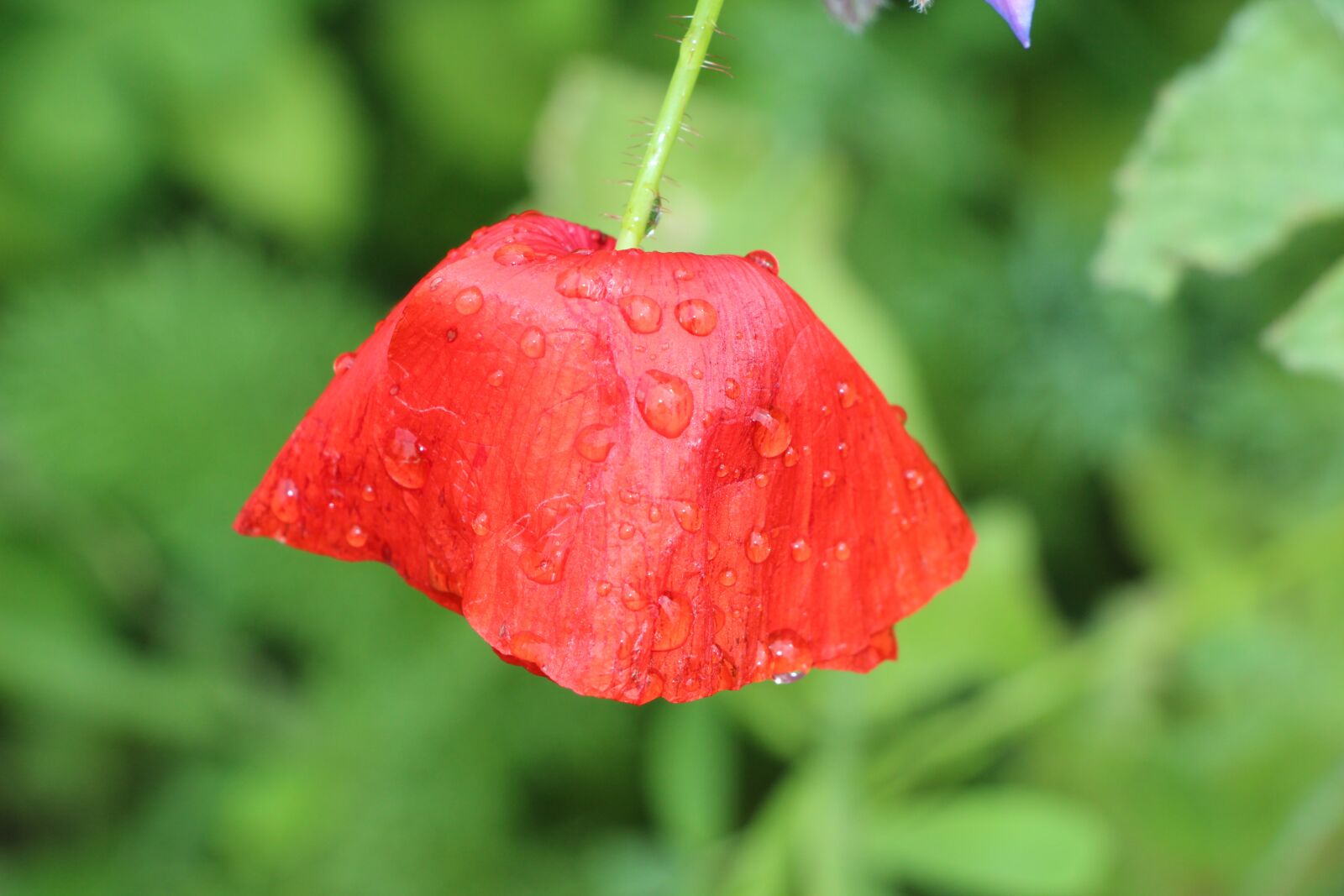 Canon EF-S 18-135mm F3.5-5.6 IS STM sample photo. Poppy, klatschmohn, flower photography