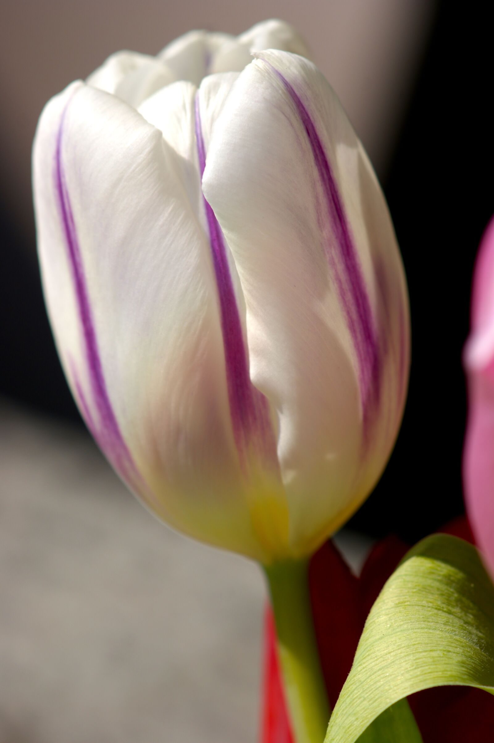 Sony Alpha DSLR-A350 sample photo. Tulip, white, spring photography