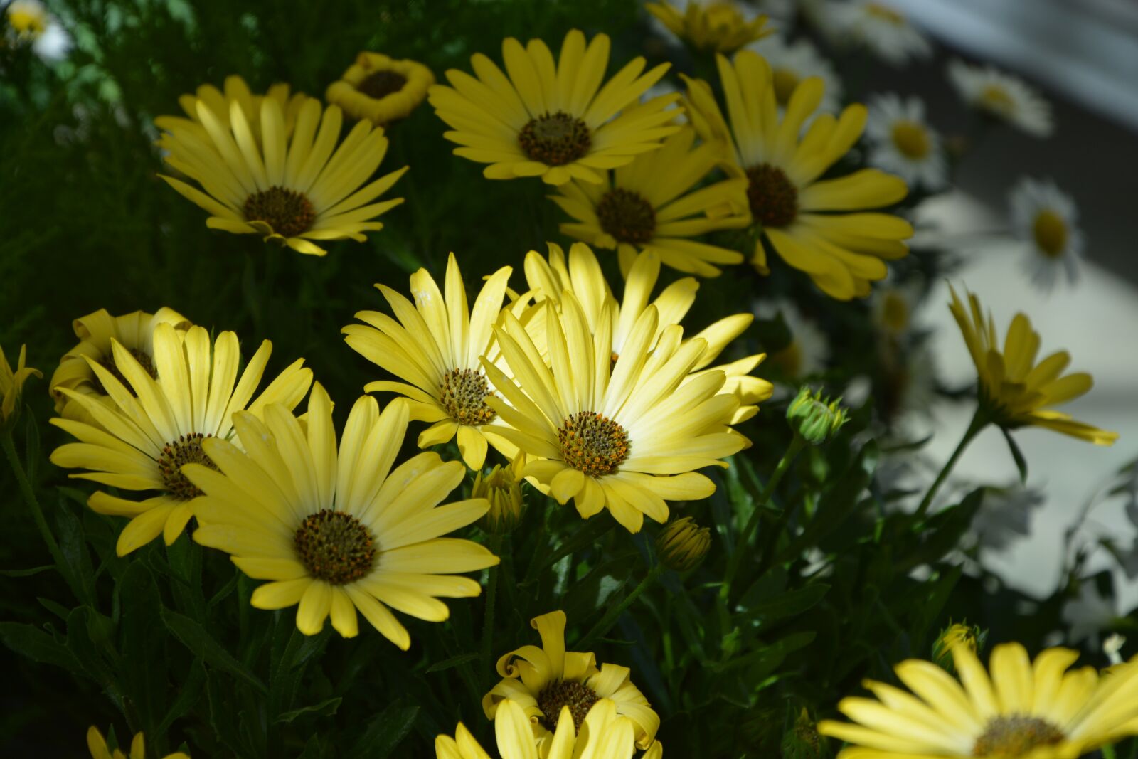 Nikon D5200 sample photo. Flower, plant osteospermum, colour photography