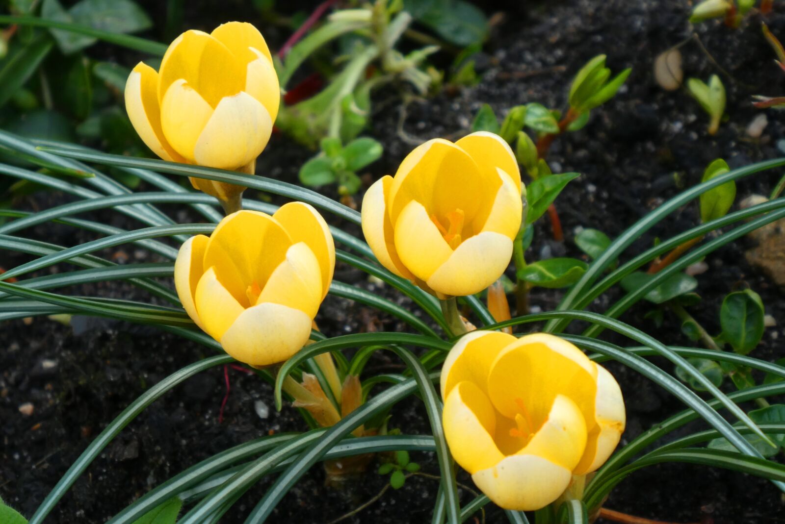 Panasonic Lumix DC-ZS70 (Lumix DC-TZ90) sample photo. Crocus, spring, tuinbloem photography