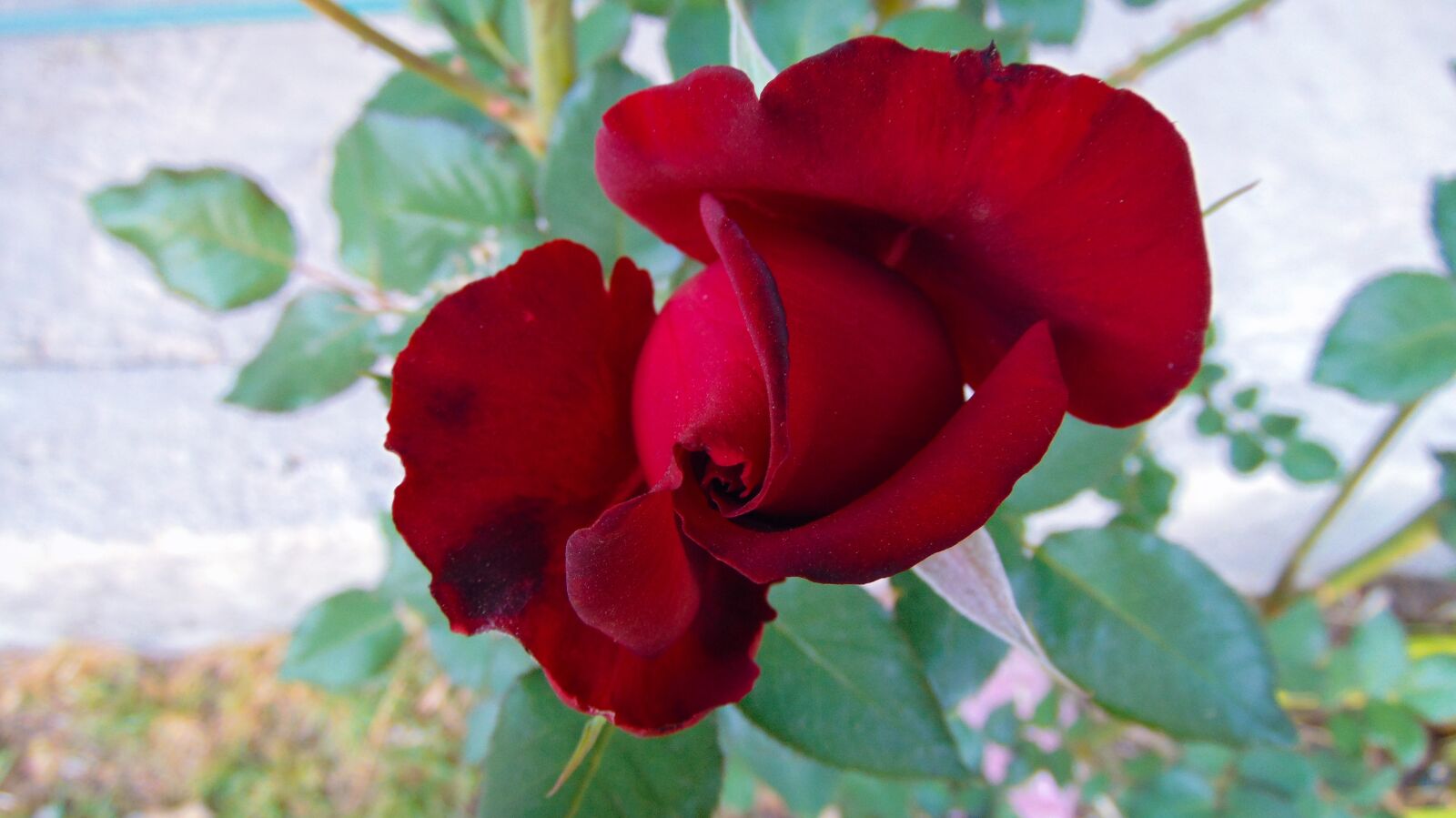 Sony Cyber-shot DSC-H300 sample photo. Flower, nature, plant photography