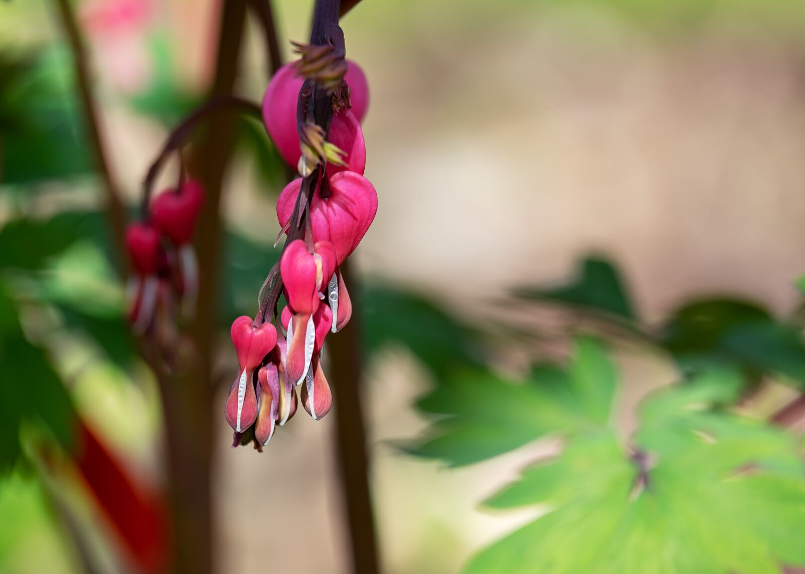 Fujifilm XF 55-200mm F3.5-4.8 R LM OIS sample photo. Bleeding heart, flower, blossom photography