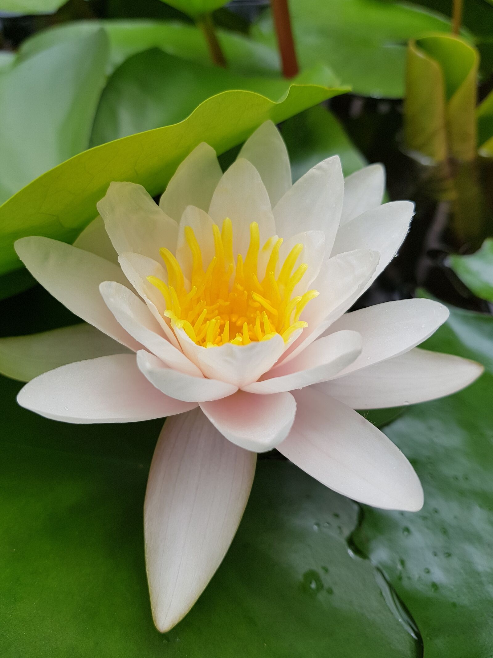 Samsung Galaxy Note Fan Edition sample photo. Lotus, flower, white photography